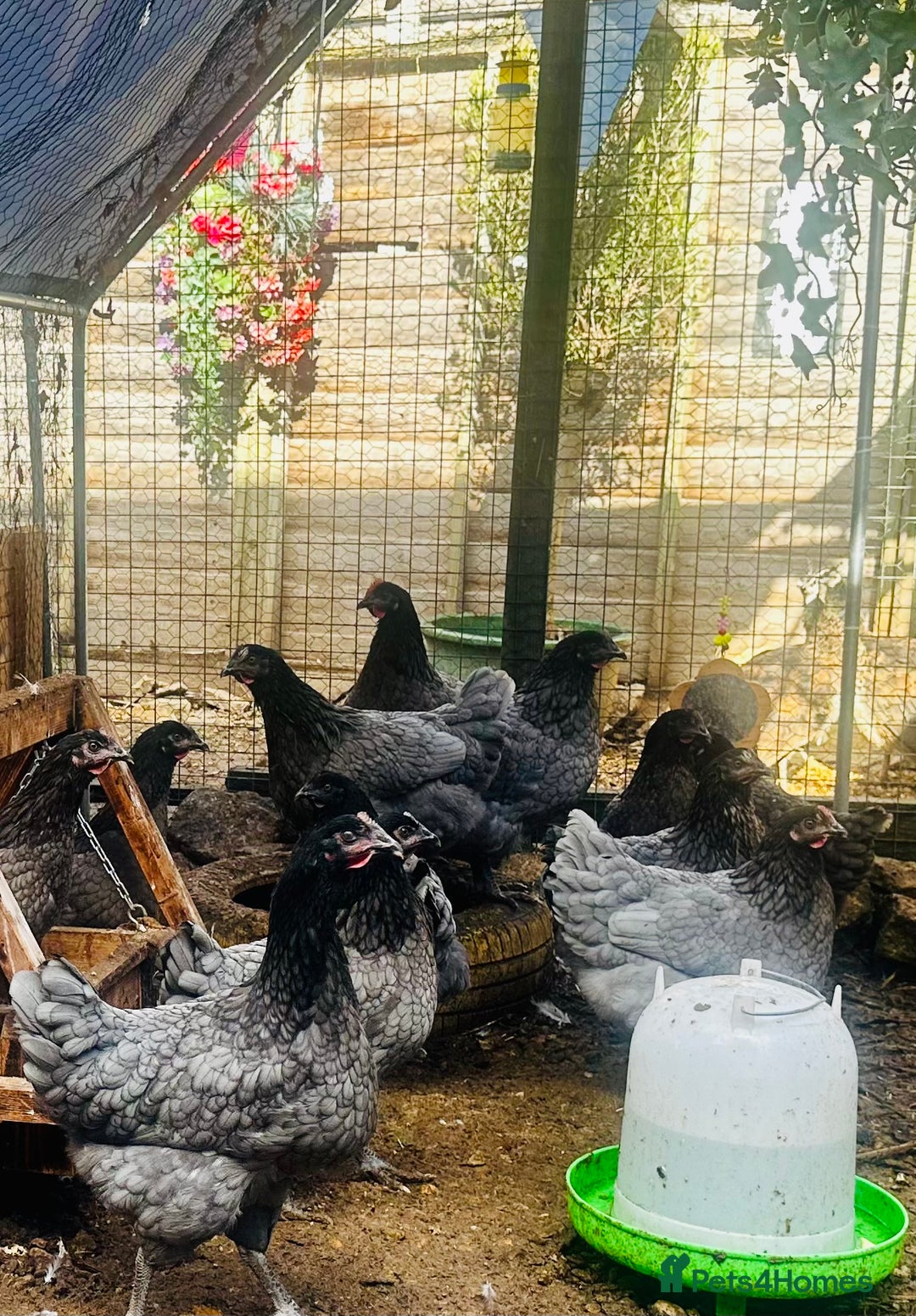 Chickens poultry for sale: Point of Lay Chickens - AVAILABLE NOW - Image 8