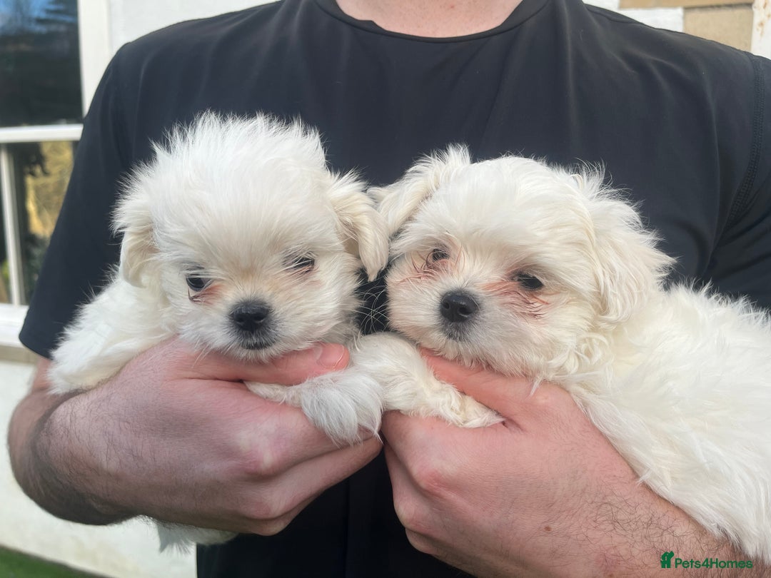 Maltese dogs for sale: Meet Your Little Heart Melters ❄️ - Advert 8