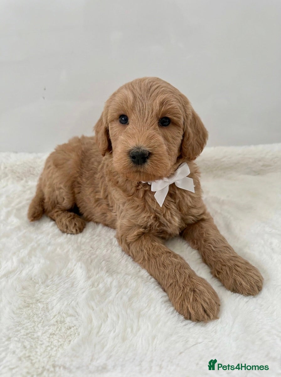 Australian Labradoodle dogs 🌟 Australian Labradoodle Puppies  🌟 - Advert 2