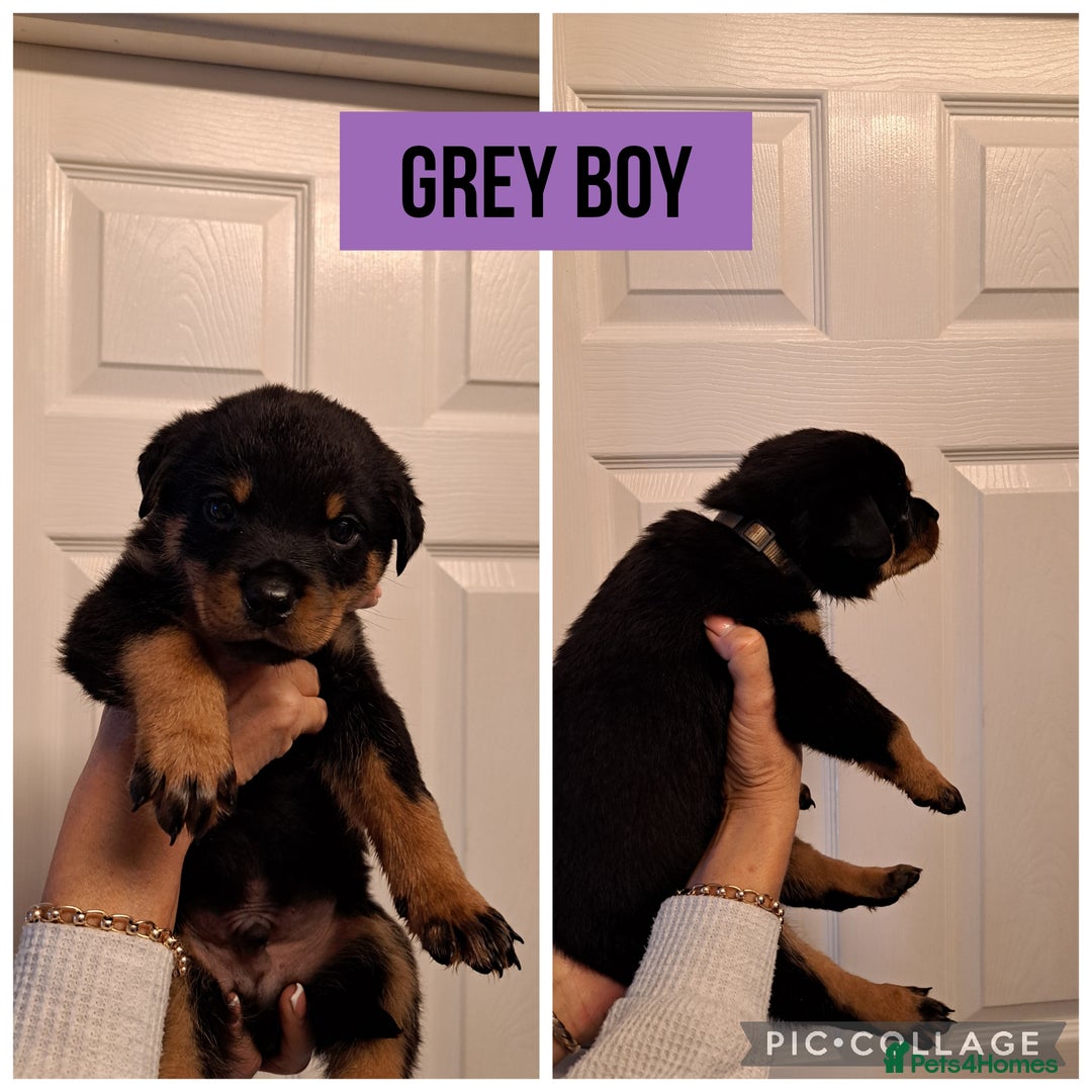 Rottweiler dogs for sale: Rottweiler pups looking for forever homes - Advert 2