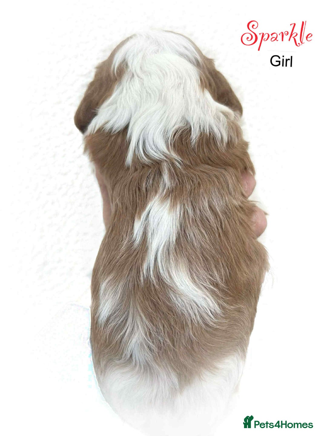 Cavalier King Charles Spaniel dogs for sale: Beautiful Cavalier King Charles Puppies - Advert 8