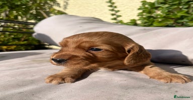 Cocker Spaniel dogs - Advert 1