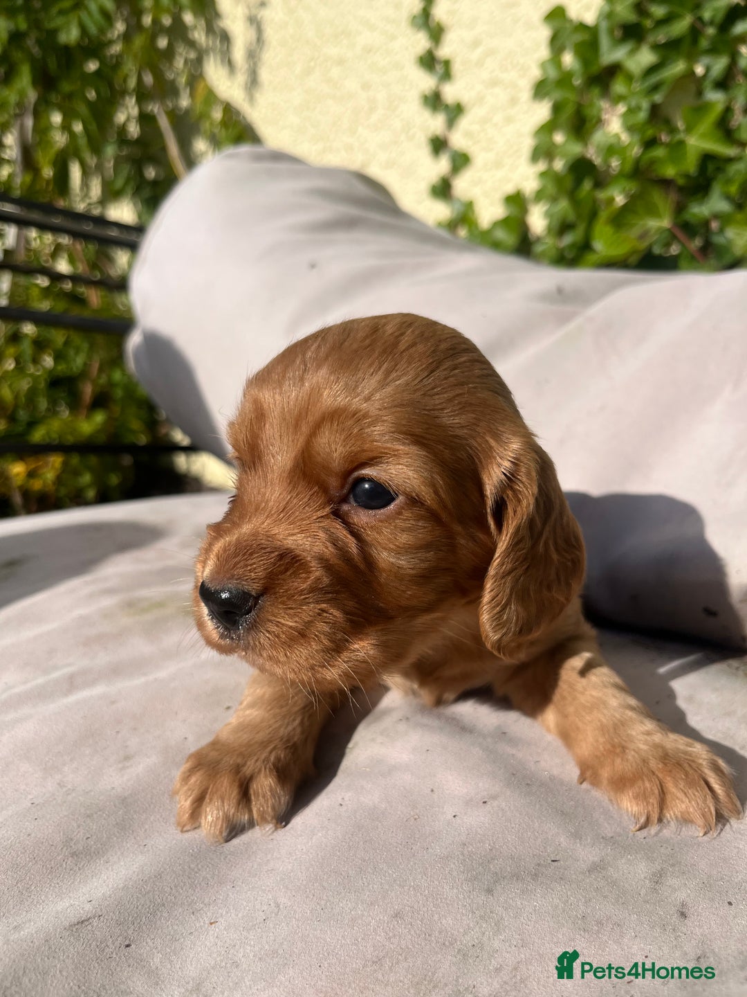 Cocker Spaniel dogs for sale: KC registerd working cocker spaniel puppies - Image 3