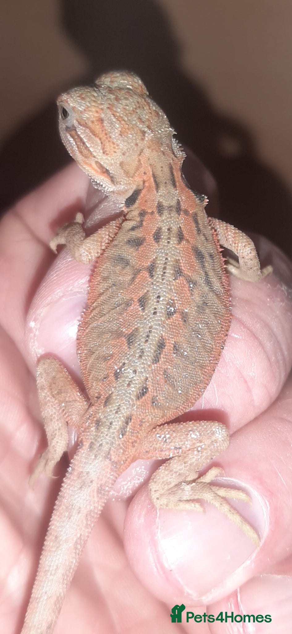 Bearded Dragon reptiles Gorgeous Red Baby Bearded Dragons - Advert 1