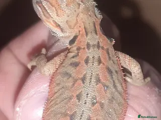 Bearded Dragon reptiles Gorgeous Red Baby Bearded Dragons - Advert 6