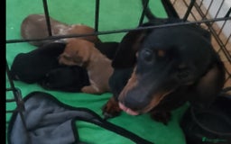 Miniature Dachshund dogs for sale: 4 beautiful miniature dachshund puppy's  - Image 5