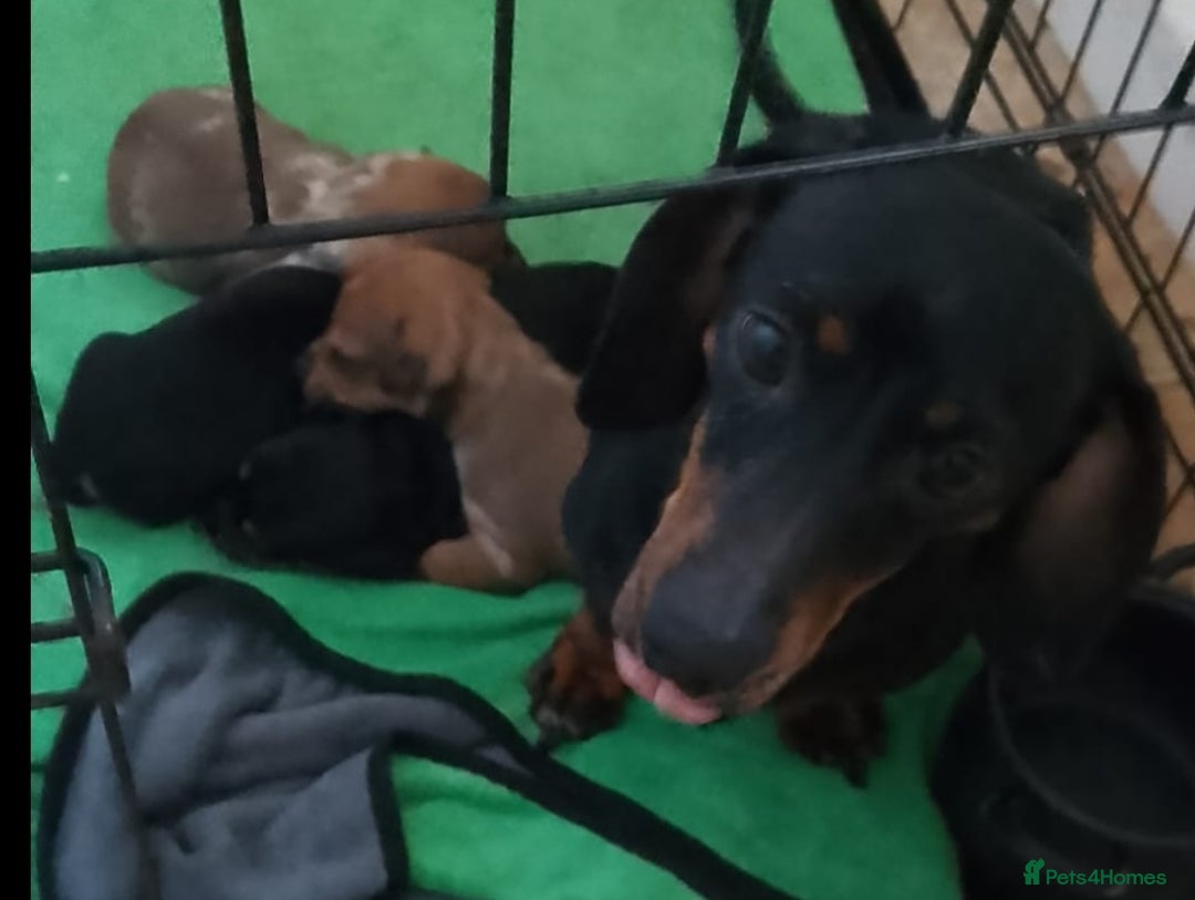 Miniature Dachshund dogs for sale: 4 beautiful miniature dachshund puppy's  - Image 5