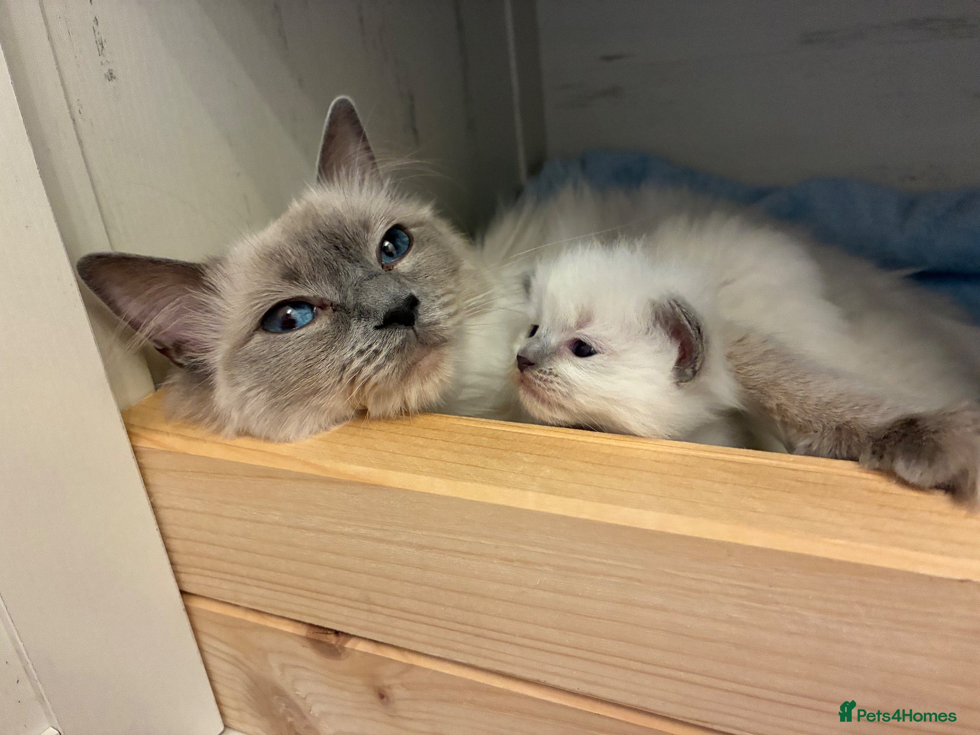 Ragdoll cats Beautiful Ragdoll Kittens - Advert 4
