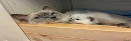 Ragdoll cats for sale: Beautiful Ragdoll Kittens - Advert 1