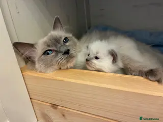 Ragdoll cats Beautiful GCCF Pedigree Ragdoll Kittens - Advert 1