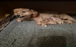 Mixed Breed dogs for sale: *** STUNNING WESTIEPOO PUPS*** - Image 9