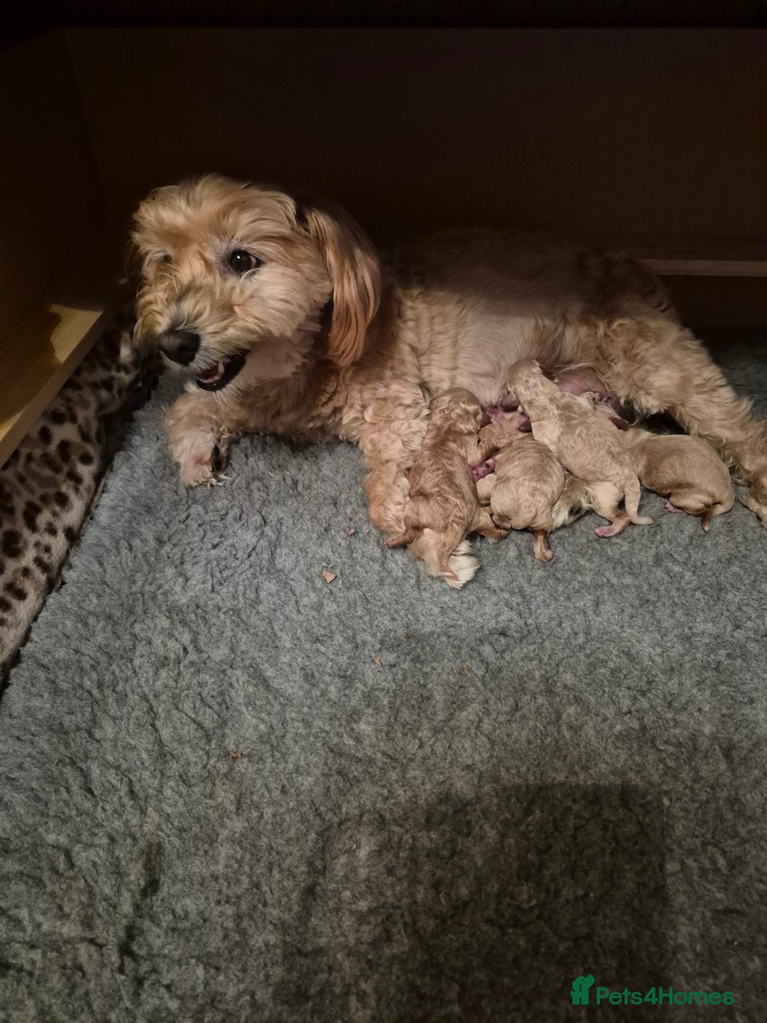 Mixed Breed dogs for sale: *** STUNNING WESTIEPOO PUPS*** - Image 9