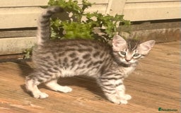 Savannah cats for sale: Savannah Kittens - Image 9