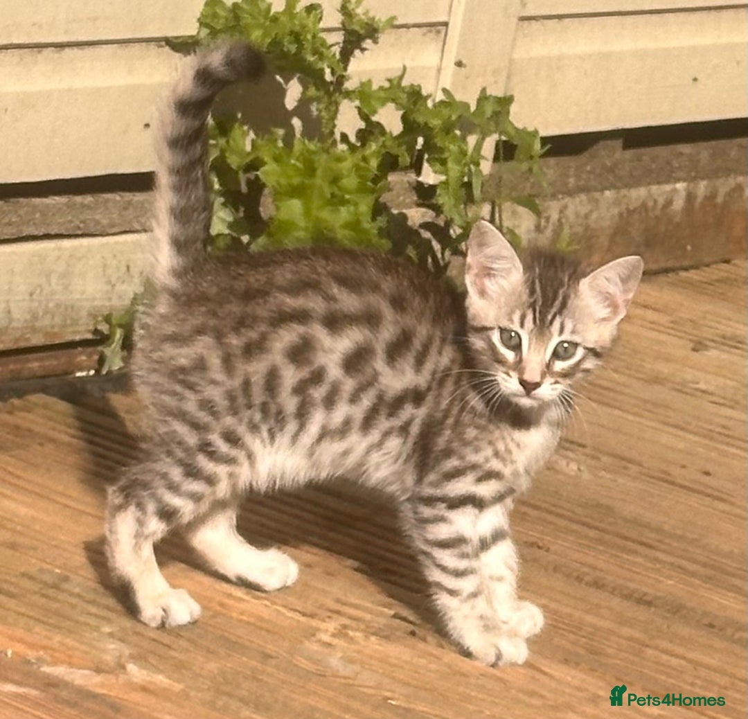 Savannah cats for sale: Savannah Kittens - Image 9