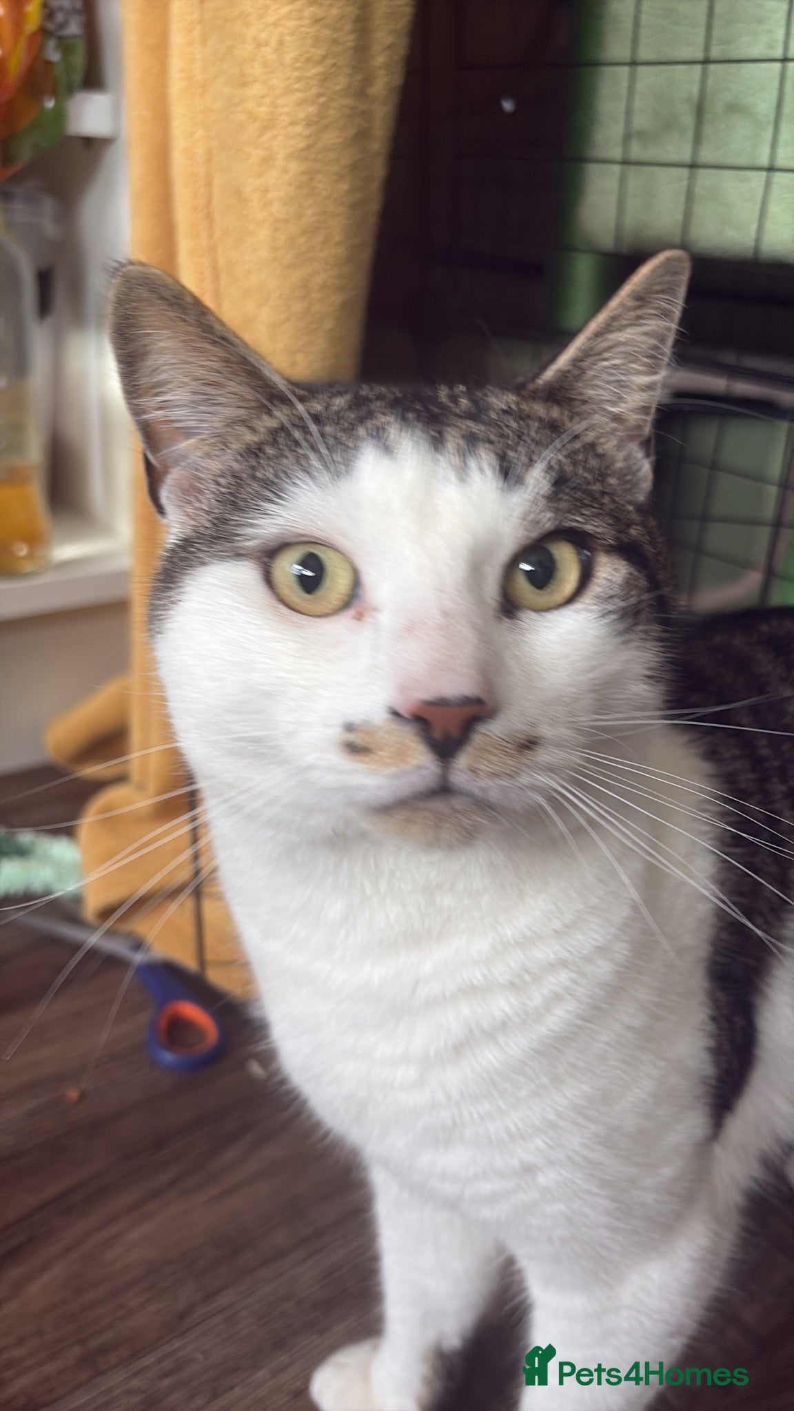 Mixed Breed cats Beautiful boy cat - Advert 2