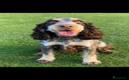 Cocker Spaniel dogs for sale: 1 beautiful kc reg show cocker puppy for sale - Image 7