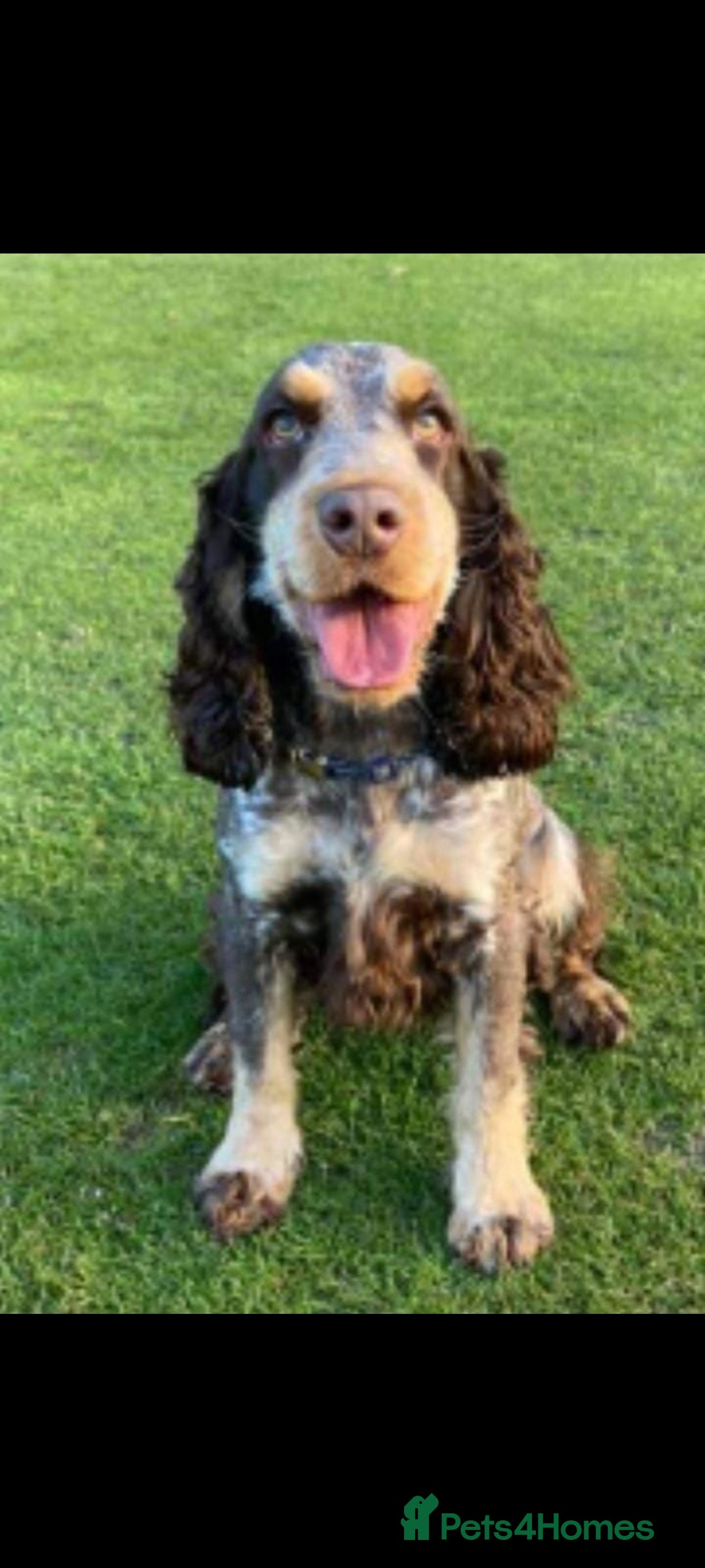 Cocker Spaniel dogs for sale: 1 beautiful kc reg show cocker puppy for sale - Image 7