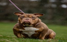 American Bully dogs for sale: 3 year old pocket bully for sale - Image 4