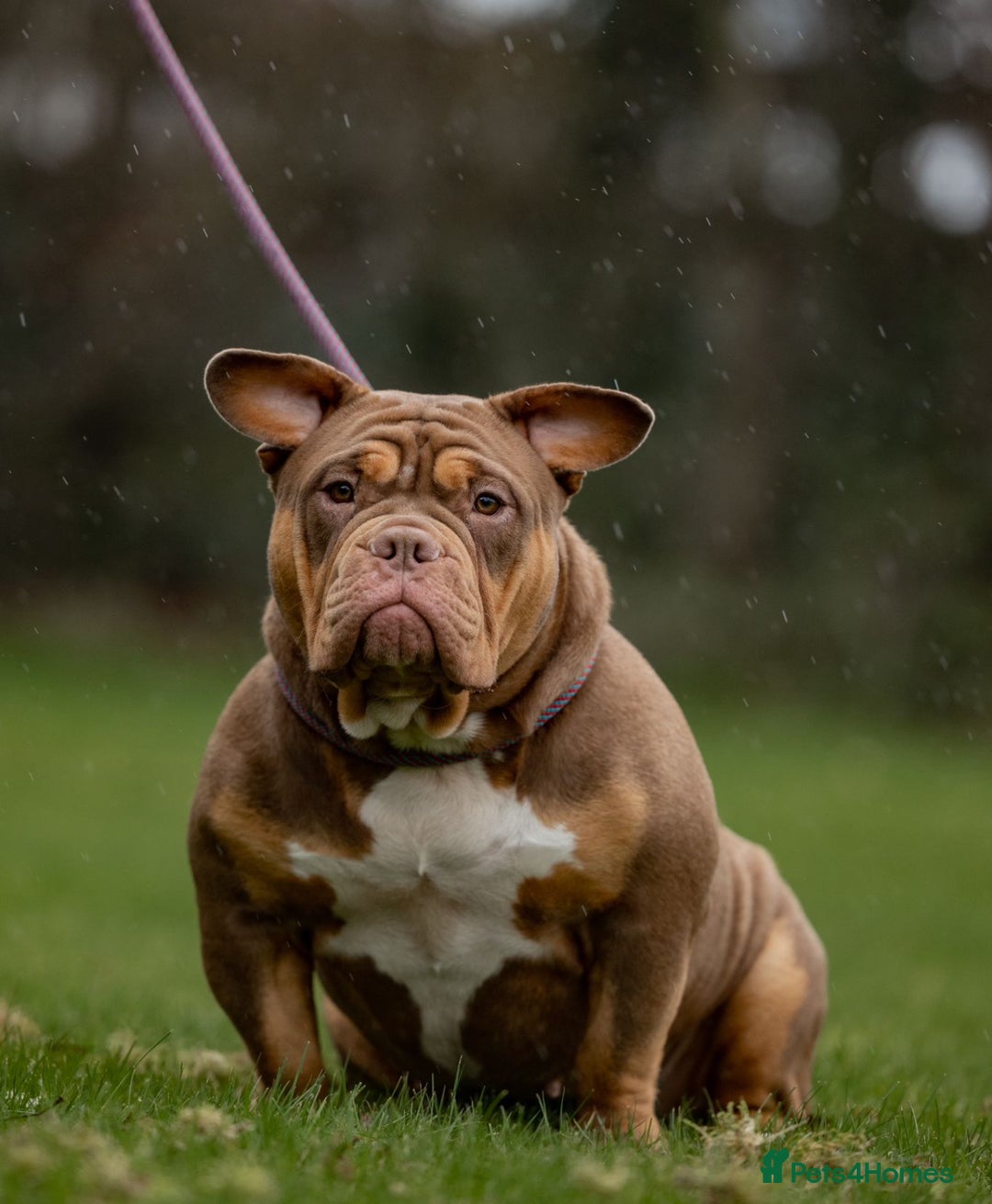 American Bully dogs for sale: 3 year old pocket bully for sale - Image 4