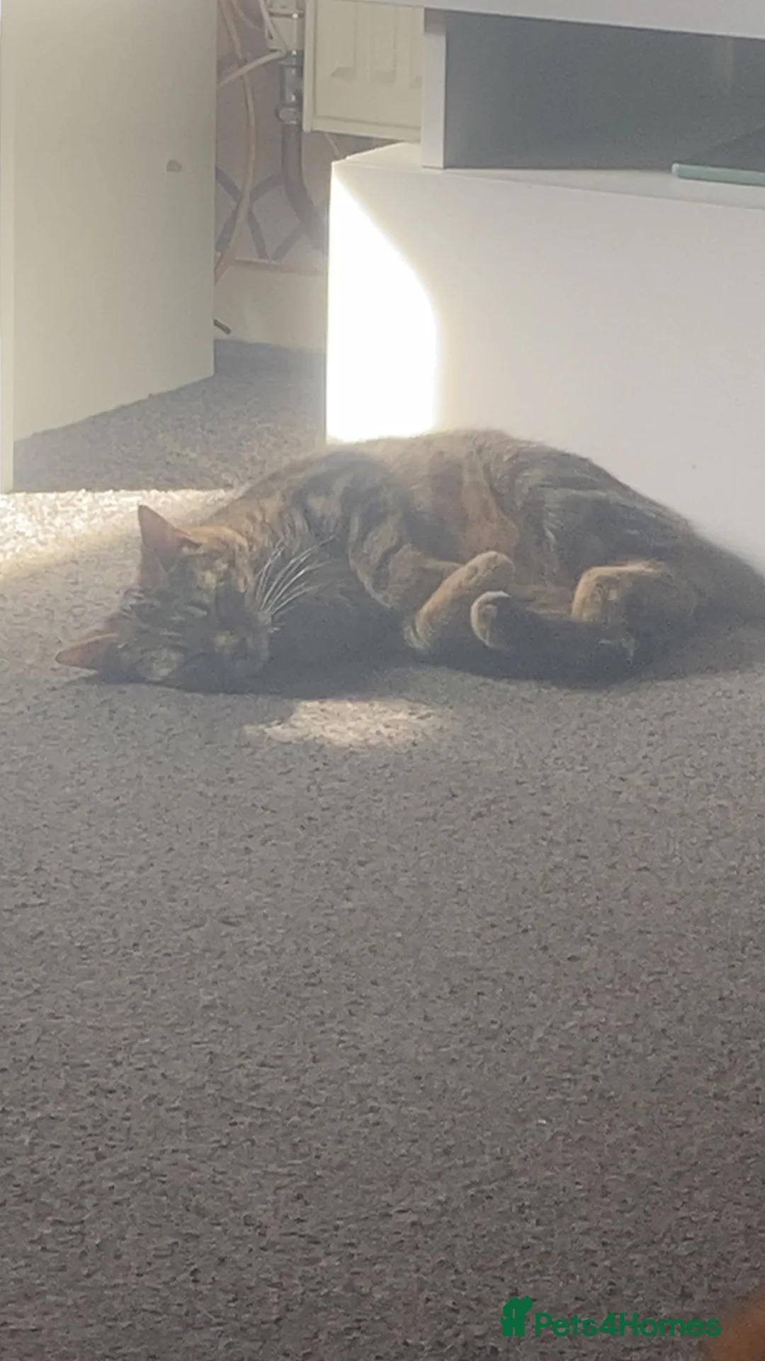 Mixed Breed cats for sale: 2 female kittens  - Advert 1