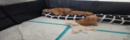 Cockapoo dogs for sale: Cockapoo puppy's from health checked parents - Advert 3