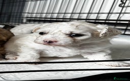Shichon dogs for sale: 5 beautiful Shichon girls  - Image 38