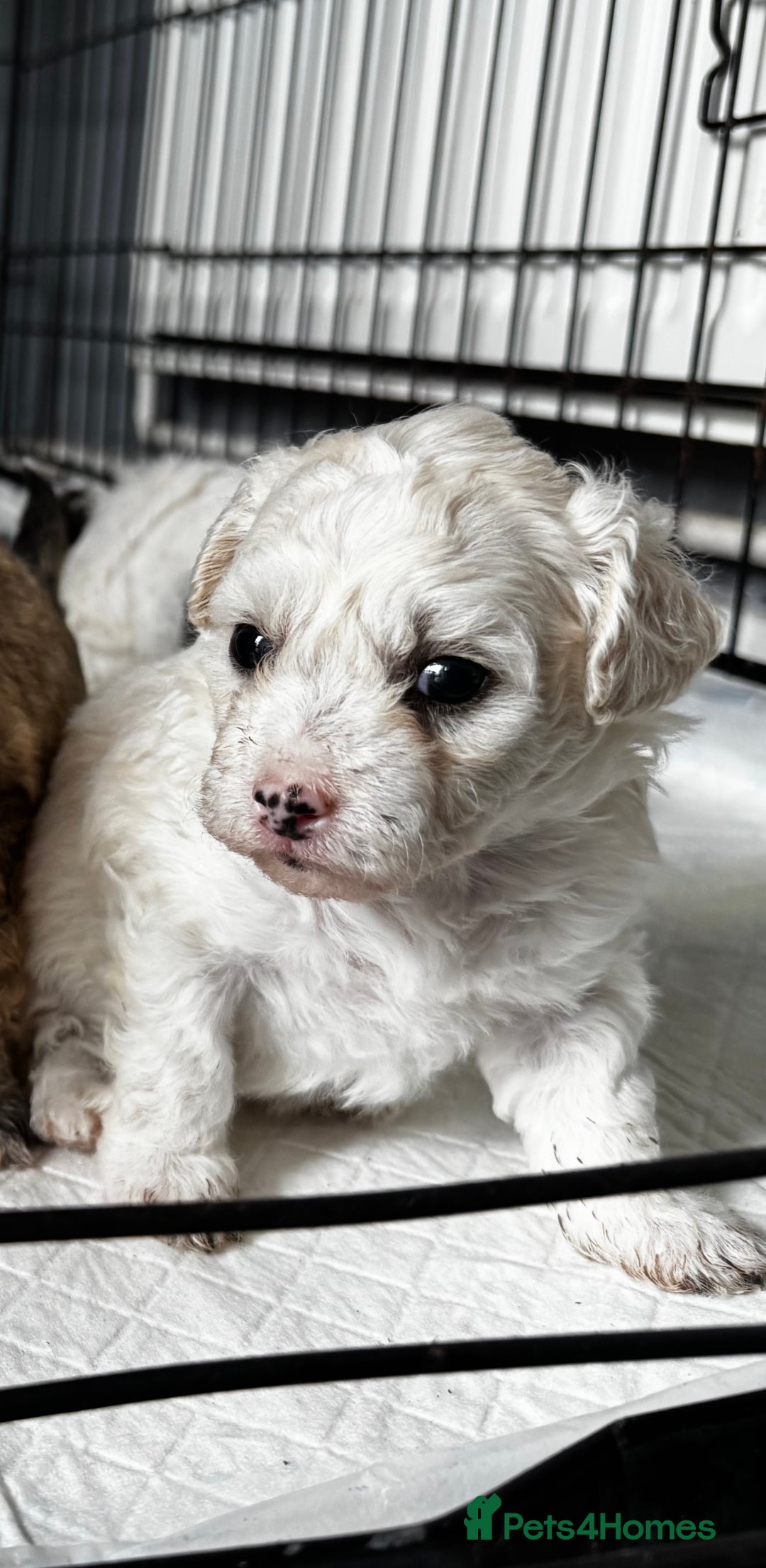 Shichon dogs for sale: 5 beautiful Shichon girls  - Image 38