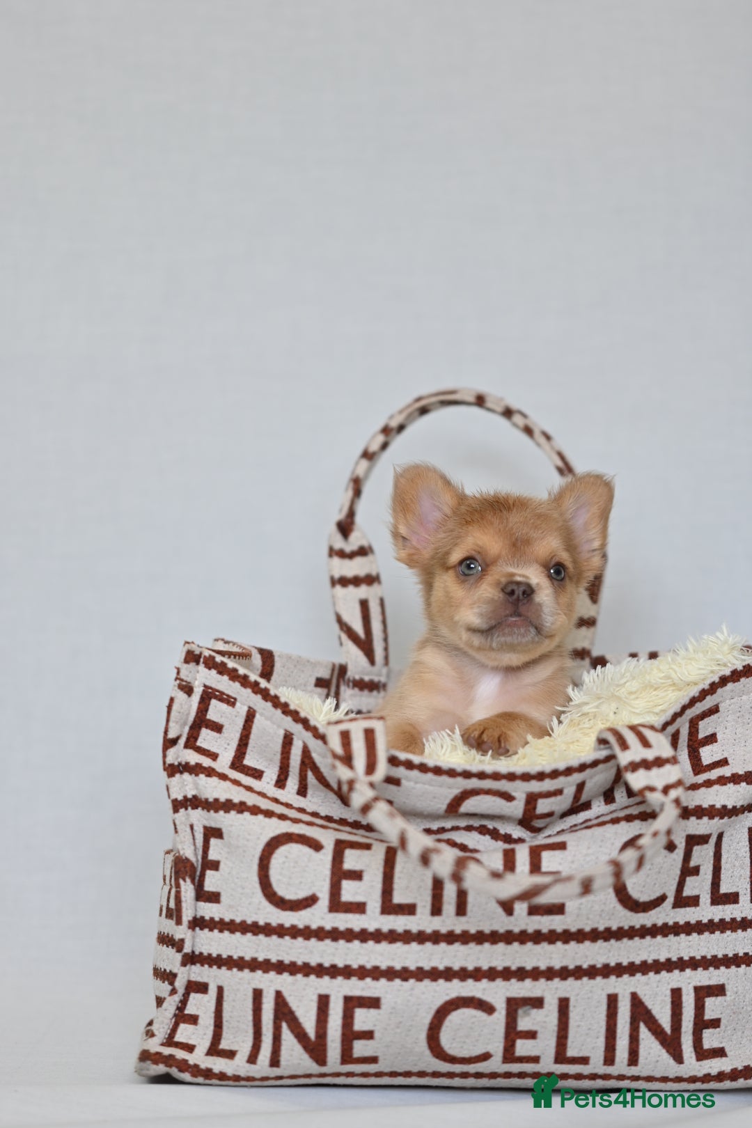 French Bulldog dogs for sale: Fluffy French Bulldogs/DNA Tested Parents  - Image 19