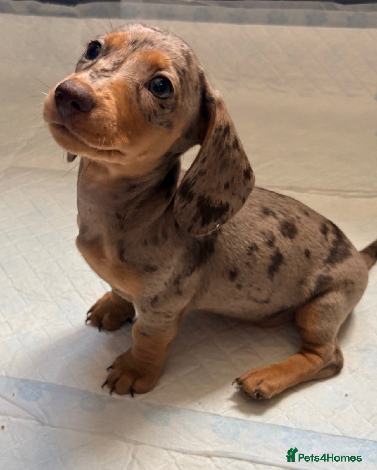 Miniature Dachshund dogs Outstanding miniature dapple dachshund puppies - Advert 1