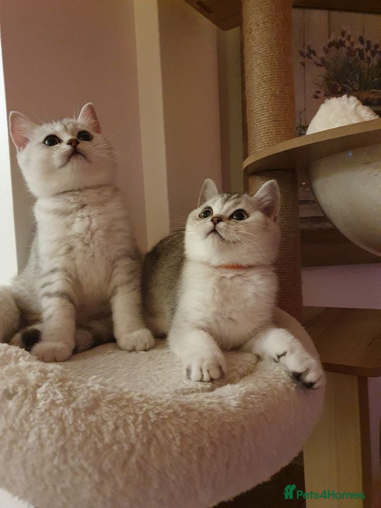 British Shorthair cats 🐾 Cute British Shorthair Chinchilla Silver-shaded - Advert 4