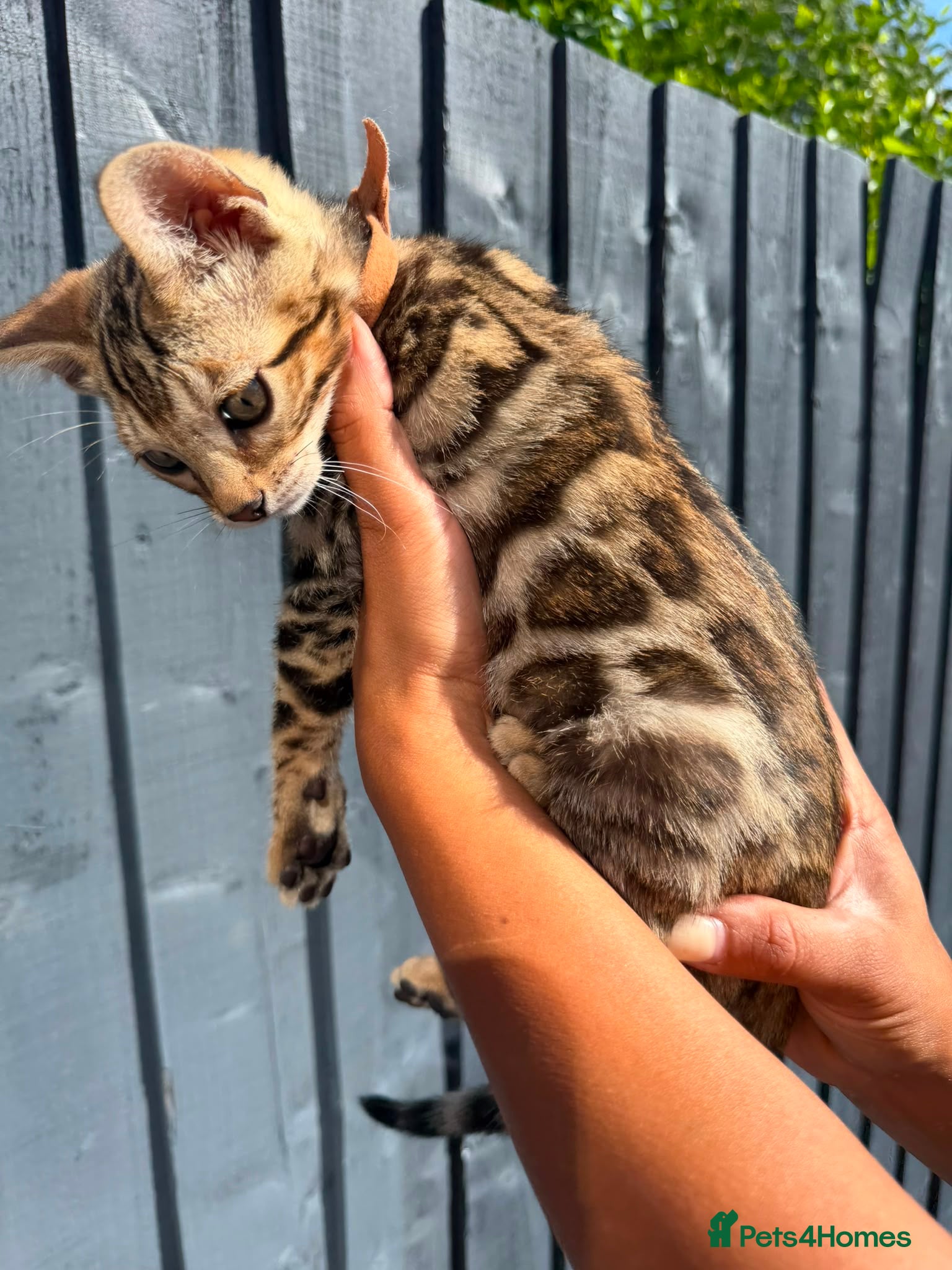 Bengal cats 🐆✨Outstanding TICA Registered Bengal cubs  ✨🐆 - Advert 2