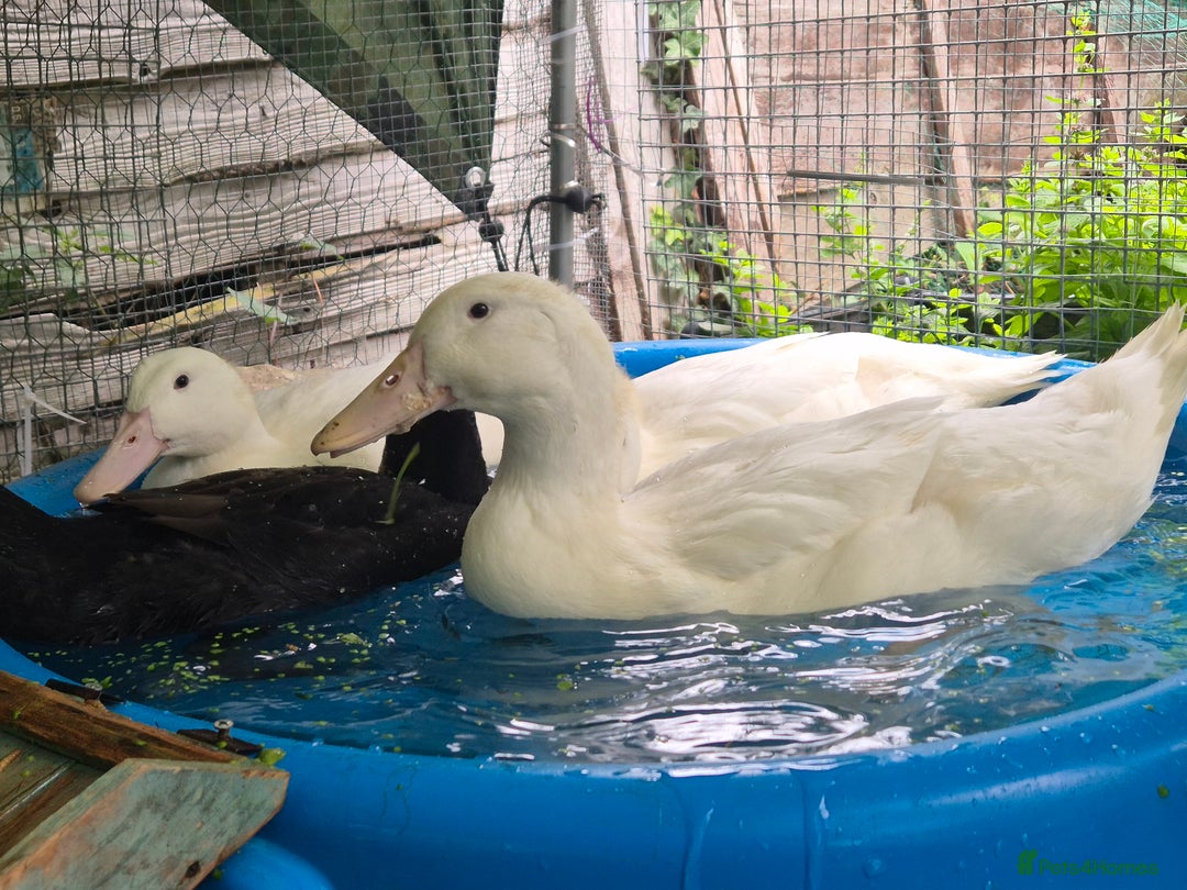 Ducks poultry for sale: 1 male and 1 female aylesbury ducks  - Image 2