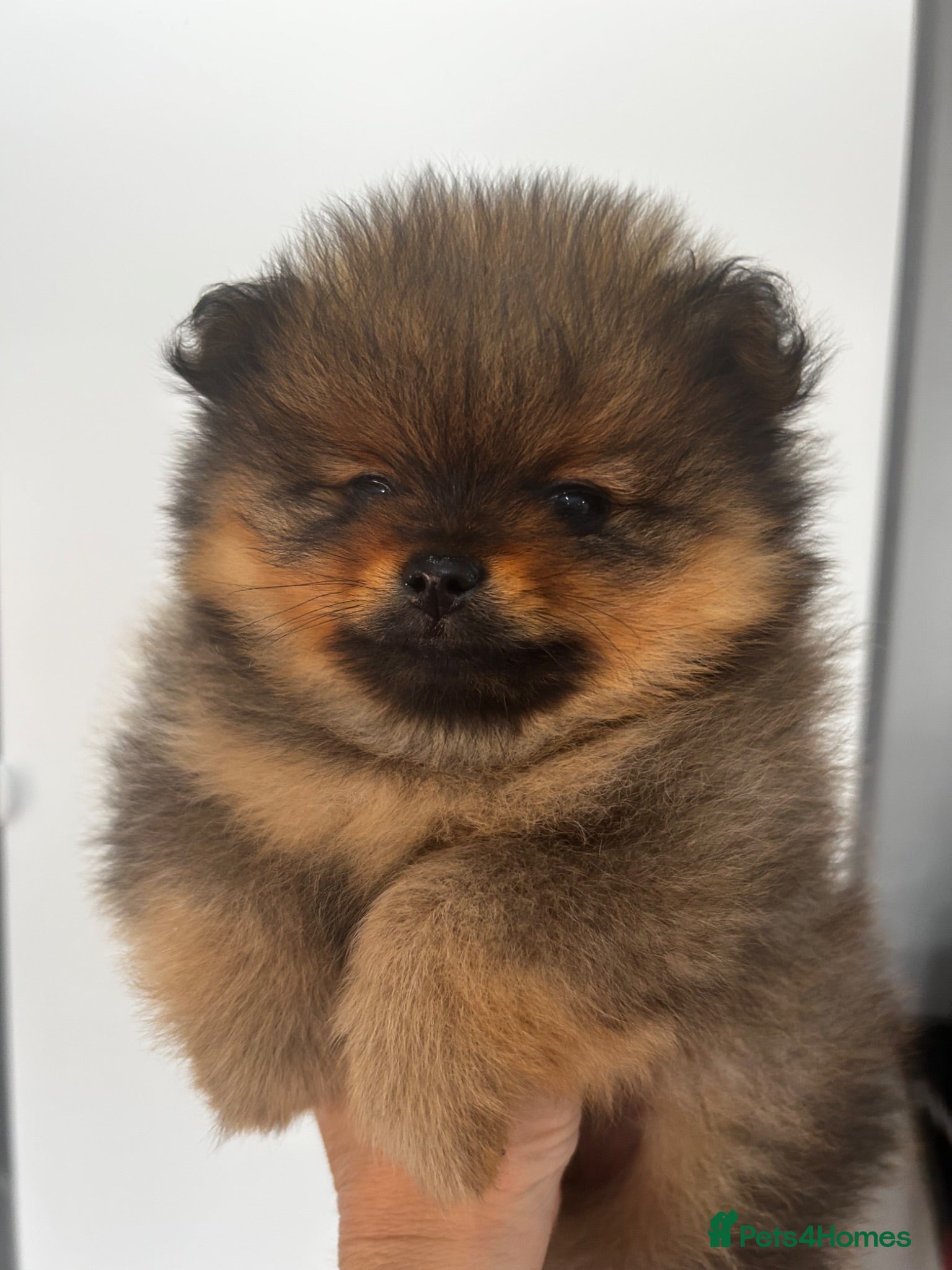Pomeranian dogs Kc full pedigree puppies  - Advert 1