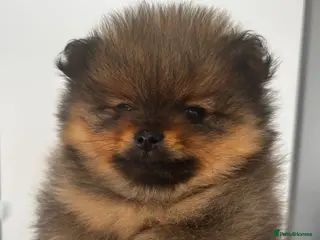 Pomeranian dogs Kc full pedigree puppies - Advert 1