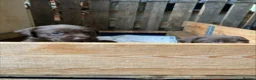 Labrador Retriever dogs for sale: Beautiful Chocolate Labradors in Linlithgow - Advert 8