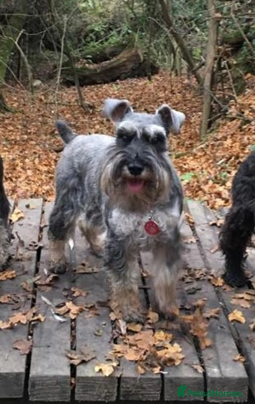 Miniature Schnauzer dogs for sale: Hello, I'm Darcy... and I'm expecting puppies! - Advert 1