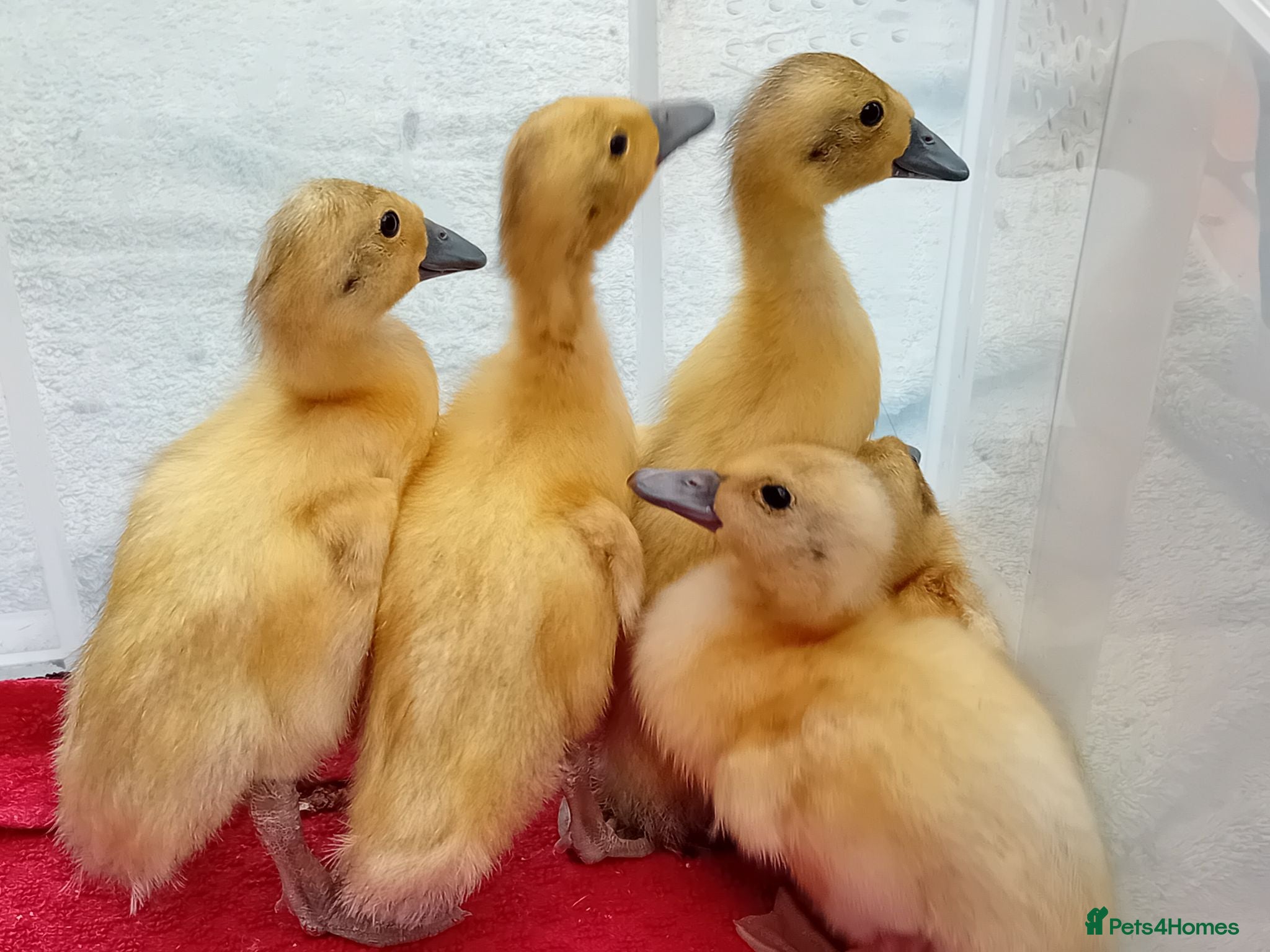 Ducks poultry Pure Silver Indian Runner Ducklings for SALE - Advert 3