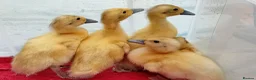 Ducks poultry for sale: Pure Silver Indian Runner Ducklings for SALE - Advert 13