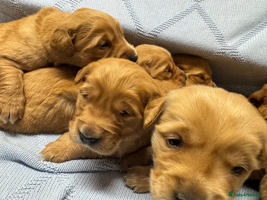 Golden Retriever dogs for sale: DARK RED KC GOLDEN RETRIEVER PUPS ❤️ - Advert 6