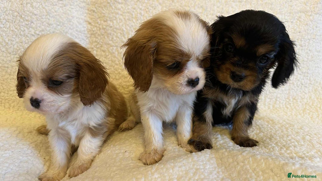 Cavalier King Charles Spaniel dogs for sale: Cavalier King Charles Spaniel puppies - Image 2