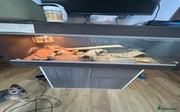 Bearded Dragon reptiles for sale: 4 year old beardie - Image 3