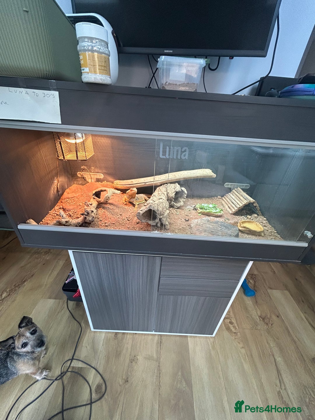 Bearded Dragon reptiles for sale: 4 year old beardie - Image 3