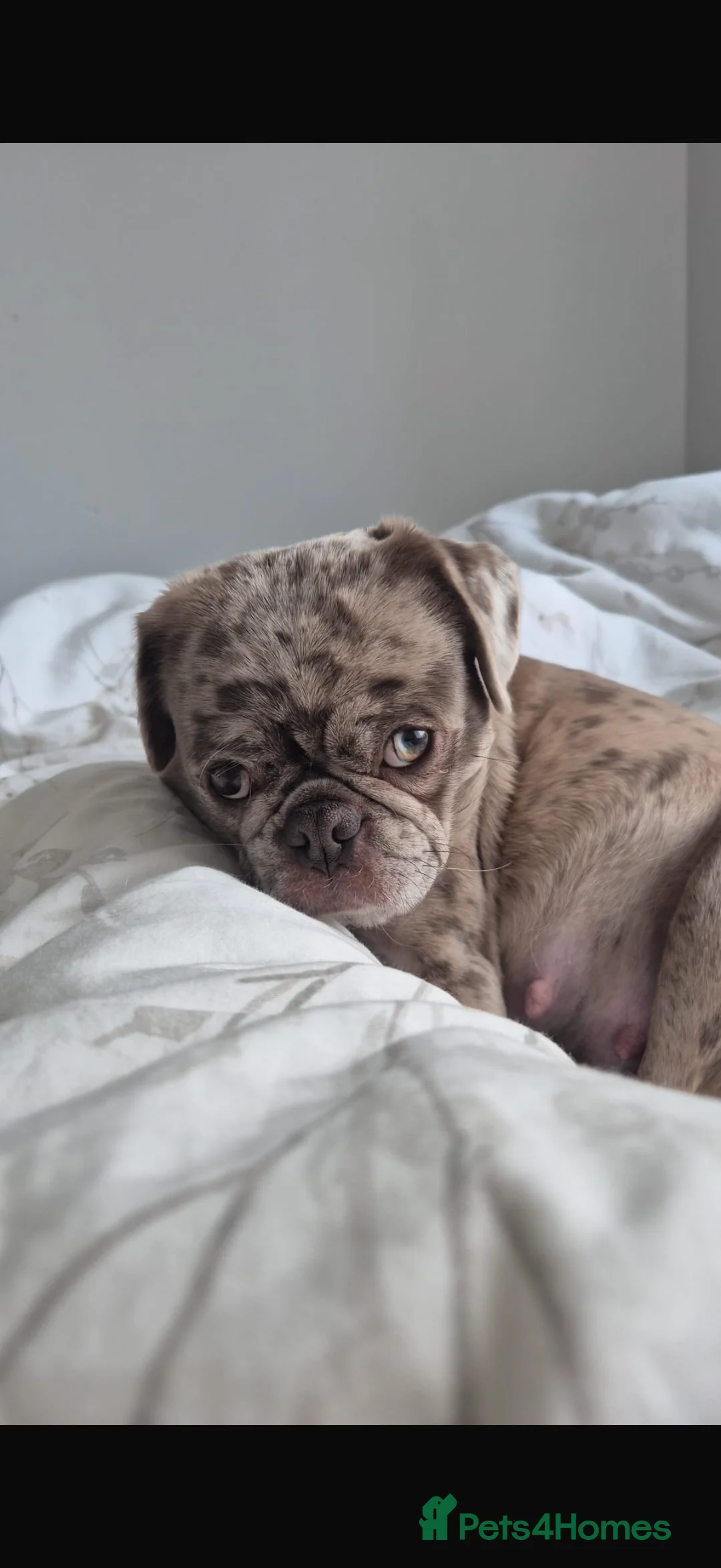 Pug dogs for sale: Merle pugs  - Advert 1