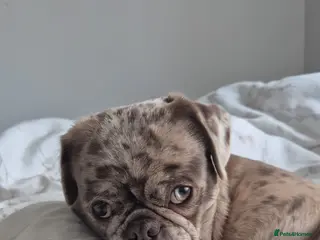 Pug dogs Merle pugs - Advert 1