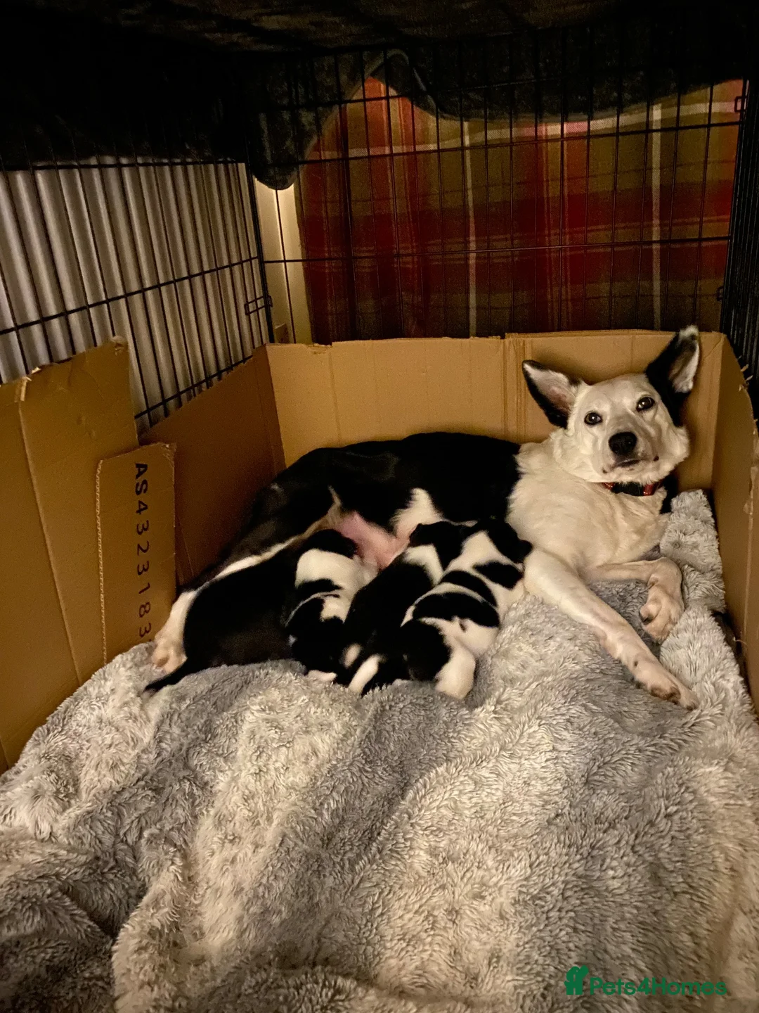 Border Collie dogs for sale: Border collies  - Advert 1