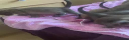 Burmese cats for sale: Beautiful brown babies GCCF - Advert 3