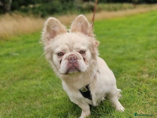 French Bulldog dogs Gizmo for stud in Birmingham - Advert 2