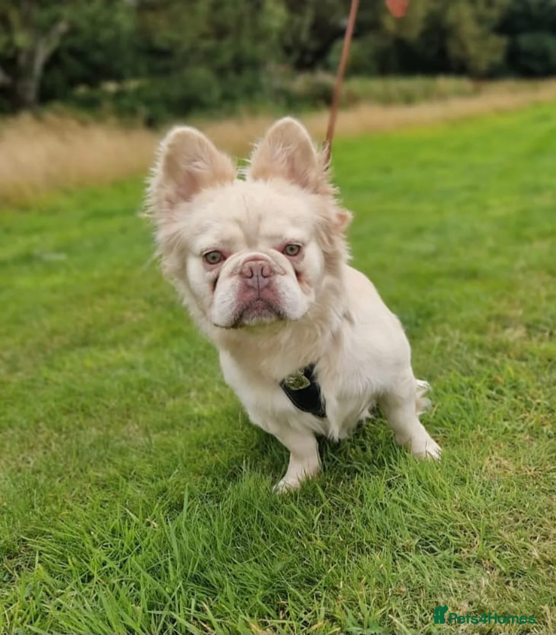 French Bulldog dogs for stud: Gizmo for stud in Birmingham - Advert 1