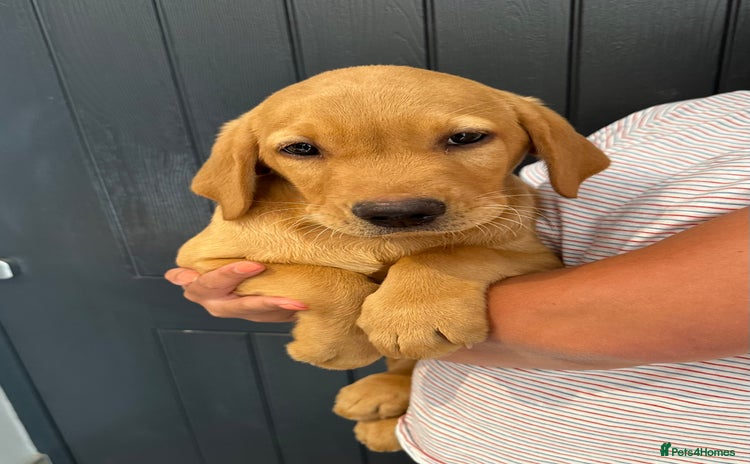 Labrador Retriever dogs - Advert 4
