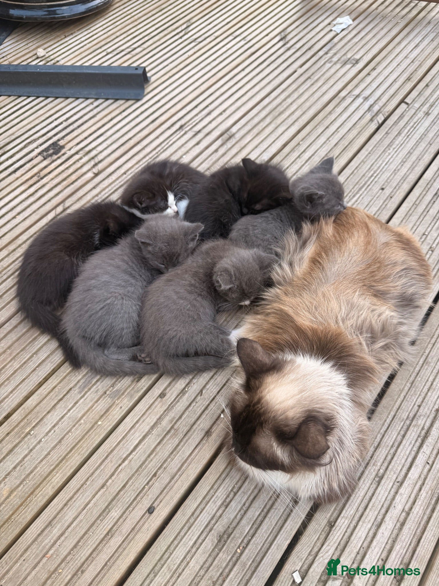 Mixed Breed cats Ragdoll / British Short Hair Kittens For Sale  - Advert 2